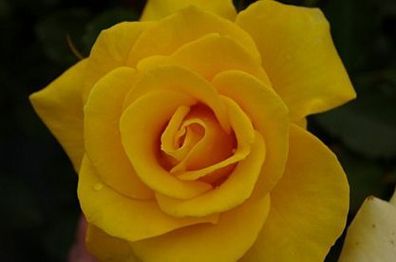 Beetrose Goldquelle® goldgelb Duft + + Tantau-Rose fruchtig im Duftaroma