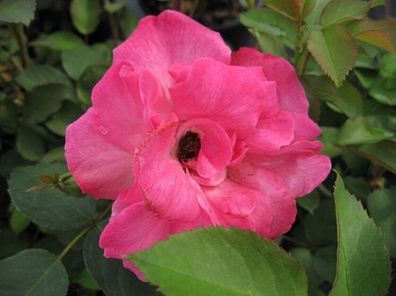 Beetrose Melrose® (bot. Rosa Melrose®) rosa Färbung reichblühend robust