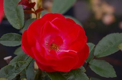Beetrose Muttertag® Grootendorst-Rose lange blühend