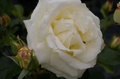 Beetrose La Paloma® weiß gefüllte Blüte Duft+ Tantau-Rose