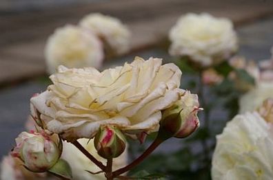 Beetrose Rosa Alabaster® cremeweiß Tantau-Rose
