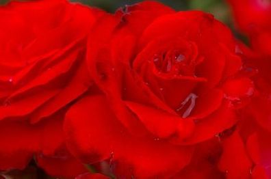 Beetrose Rosa Montana® leuchtend rot Duft+ 50 cm Tantau Rose dunkelgrünes Laub