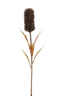 Fink Schilfkolben, Kunstblume, Kunstfasern, braun, H. 77 cm Höhe: 77.00 cm 181062
