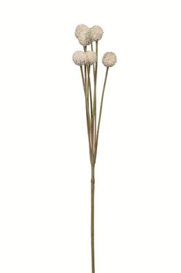 Fink Craspedia, Kunstblume, Kunstfasern, creme, L. 10 cm, B. 10 cm, H. 60 cm Höhe: