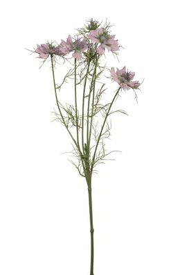 Fink Nigella, Kunstblume, Kunstfasern, rose, L. 10 cm, B. 10 cm, H. 66 cm Höhe: