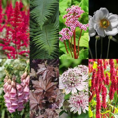 Staudenpaket - Schatten - 8 Stauden - Für 1 m2 - Verschiedene Farben - Wenig Pfle