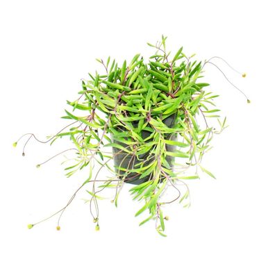 Senecio herreianus "Purple Flush" im 12cm Topf