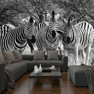 Vlies Fototapete Wandtapete Wandbilder Wandtapeten Schwarzweiss Zebra 1306