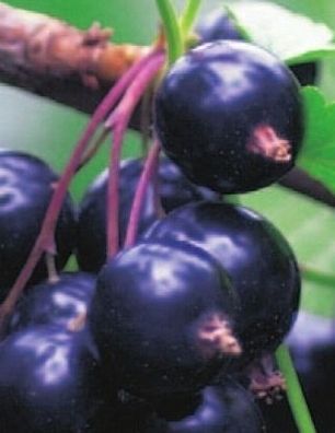 Ribes nigrum Ben Sarek (20 - 40 cm) - schwarze Johannisbeere