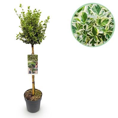 Euonymus fortunei Emerald Gaiety - Stamm-Pflanze - Terrassenpflanze - Immergrün