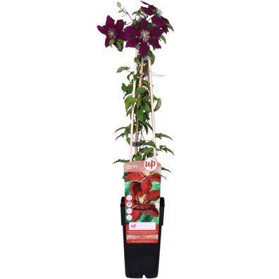Clematis Niobe - 65 - Ø15cm - 55-65cm