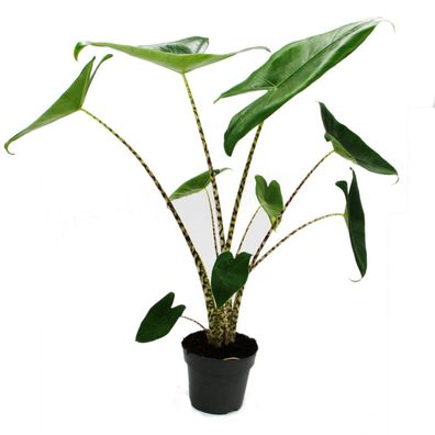 Alocasia zebrina - Tiger-Pfeilblatt - 14cm Topf - 35-45cm hoch