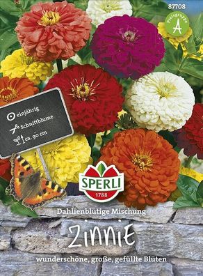 Zinnien dahlienblütige Mischung