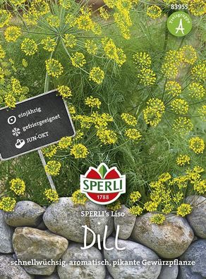 Dill Sperling`s Liso, schnell wachsend & aromatisch