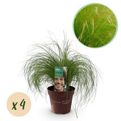 Ziergräser - Stipa tenuifolia Pony Tails - Grün - 4 Pflanzen - Immergrün - Weni