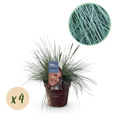 Ziergräser - Festuca glauca Intense Blue - Blau - 4 Pflanzen - Immergrün - Wenig