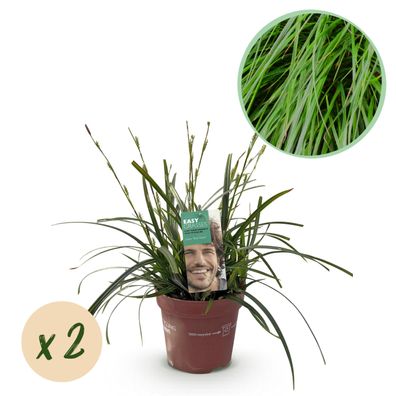 Ziergräser - Carex oshimensis Intense Green - Grün - 2 Pflanzen - Immergrün - W