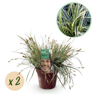 Ziergräser - Carex oshimensis Everest - Weiß und Grün - 2 Pflanzen - Immergrün