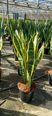 2 Stück Sansevieria Laurentii 50-60 cm Bogenhanf bessere Raumluft Zimmerpflanze