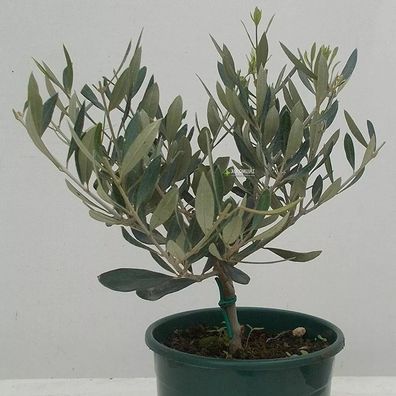 Olivenbaum - Olea Europea winterhart Formgehölz Olive verschiedene Größen