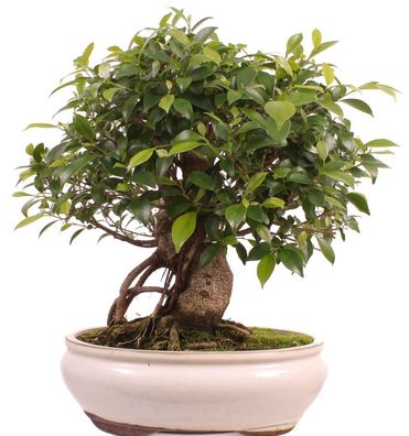 Bonsai - Ficus retusa, Chinesische Feige 221/80