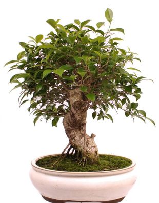 Bonsai - Ficus retusa, Chinesische Feige 221/82