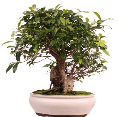 Bonsai - Ficus retusa, Chinesische Feige 221/83