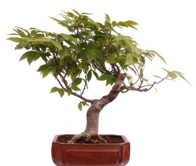 Bonsai - Fagus crenata, Japanische Kerbbuche 218/206