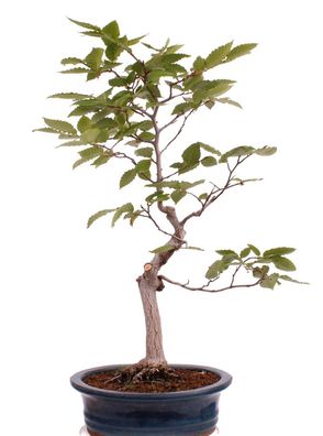 Bonsai - Fagus crenata, Japanische Kerbbuche 218/209