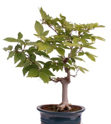 Bonsai - Fagus crenata, Japanische Kerbbuche 218/213