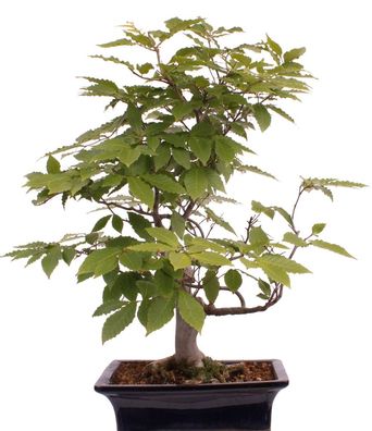 Bonsai - Fagus crenata, Japanische Kerbbuche 218/214