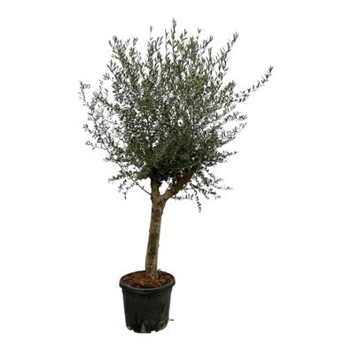 Olea Lorc - Olivenbaum - Ø45cm - 175-200cm - Gartenpflanze