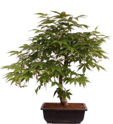 Bonsai - Acer palmatum 'Osakazuki', Japanischer Fächerahorn aus Japan 226/13