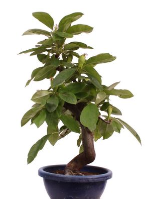Bonsai - Pseudocydonia sinensis, Holzquitte 226/30
