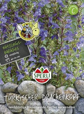 Türkischer Drachenkopf, imposante Pflanze mit blau-lilafarbenen Blüten,