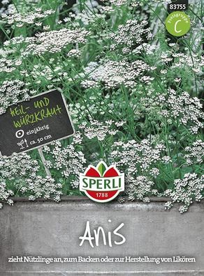 Sperli Anis Pimpinella anisum, Würz- und Heilpflanze mit süßlichem Aroma