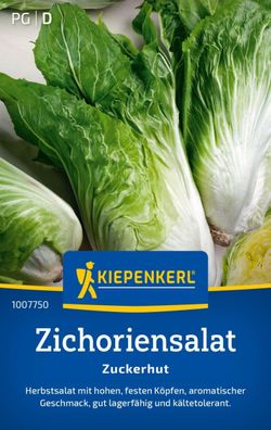 Zichoriensalat Zuckerhut, Herbstsalat - hohe feste Köpfe - aromatisch
