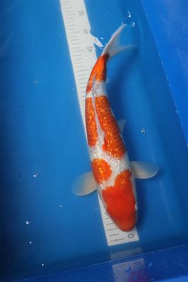 Yagoro Kohaku 40cm Nissai Japan Koi