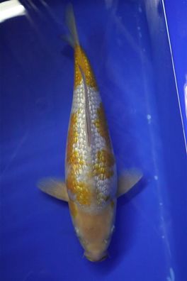 Hirashin Koi Ginrin Ochiba 1 Nisai 40 cm