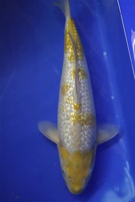 Hirashin Koi Ginrin Ochiba 2 Nisai 38 cm