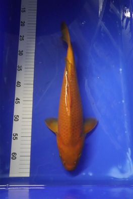 Takatatzu 1 Chagoi 40 cm Nisai Japan Koi