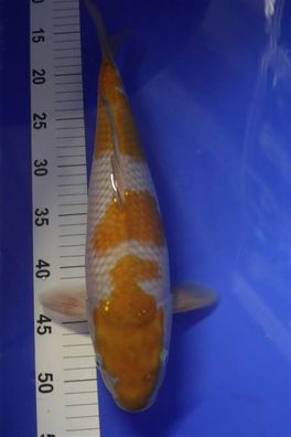 Takatatzu 1 Ochiba 40 cm Nisai Japan Koi