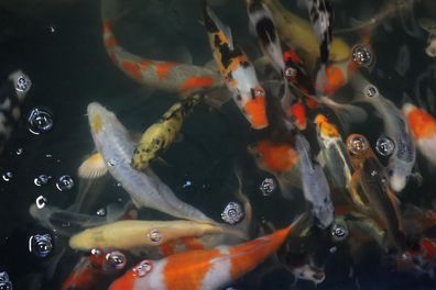 Marusei Japankoi 15- 20 cm Preis / Stück