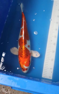 Yagoro Kujaku2 40cm Nissai Japan Koi