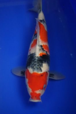 Suzuki Japankoi Nr3 Nisai Showa 38-40 cm