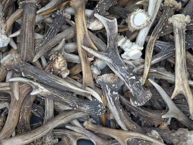 1kg Rehgeweihe Gehörn Rehbockstangen | Deko & Basteln | Naturmaterial | Jagd Deko
