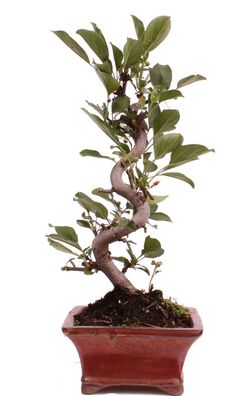Bonsai - Malus sargentii, Japanischer Zierapfel 225/18