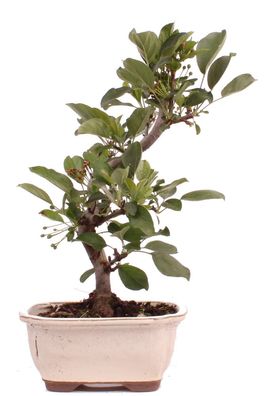 Bonsai - Malus sargentii, Japanischer Zierapfel 225/17