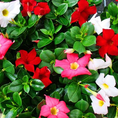 Dipladenia - Chilenischer Jasmin - verschiedene Farben - 10cm Topf - Set mit 3