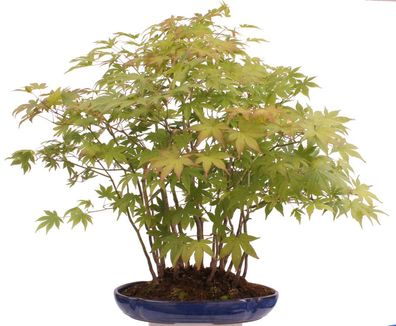 Bonsai - Acer palmatum - Japanischer Fächerahorn - Wald 204/93